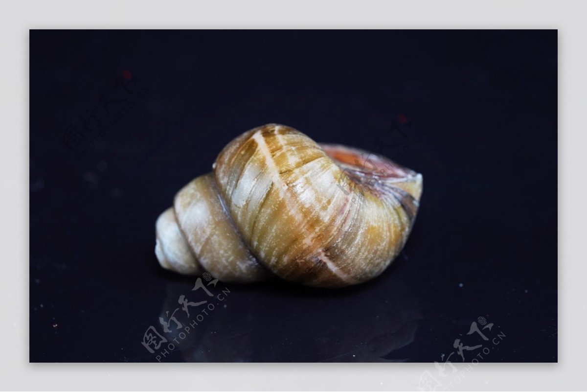 海螺螺丝自然生态背景海报素材图片