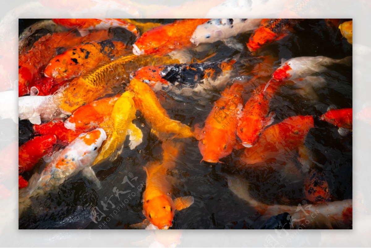 水塘里养殖的一群锦鲤鱼图片