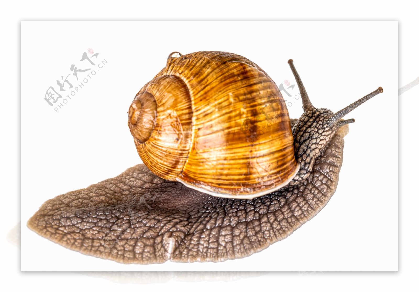一只蜗牛摄影图图片