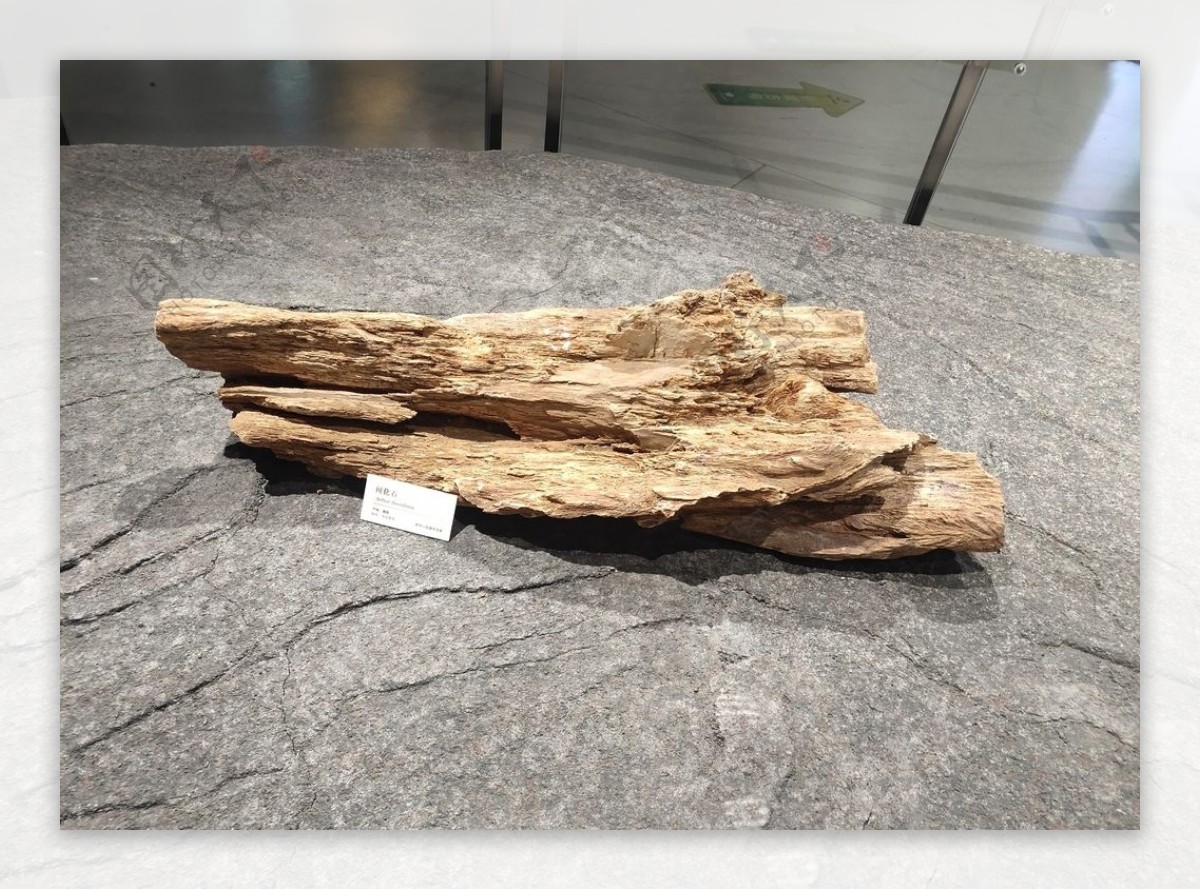 化石古树化石树化石化石林图片