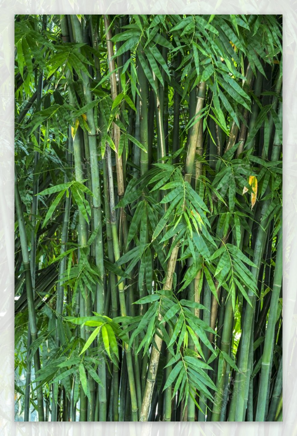 翠竹林图片