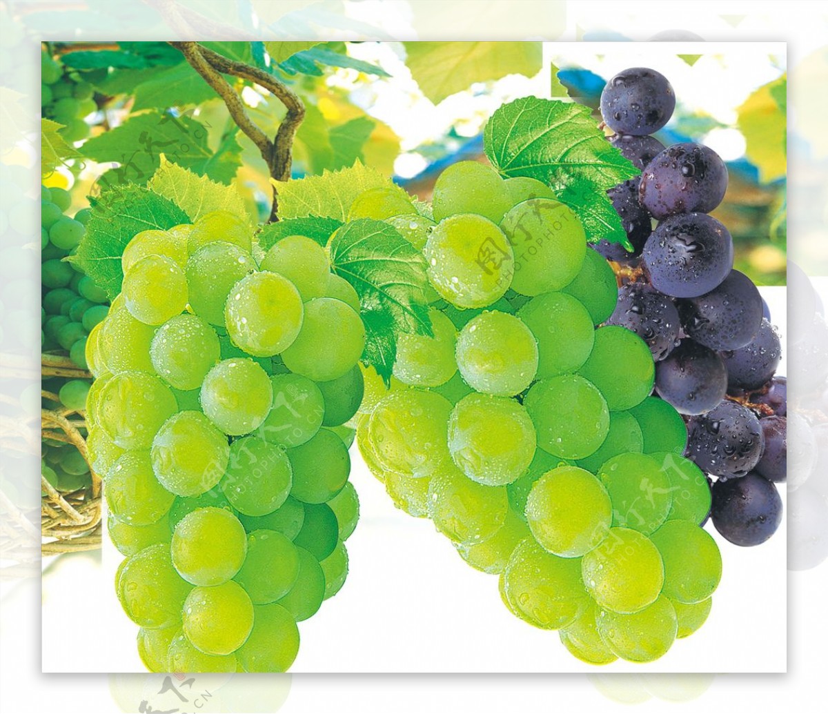 绿葡萄与紫葡萄图片素材-编号37221817-图行天下