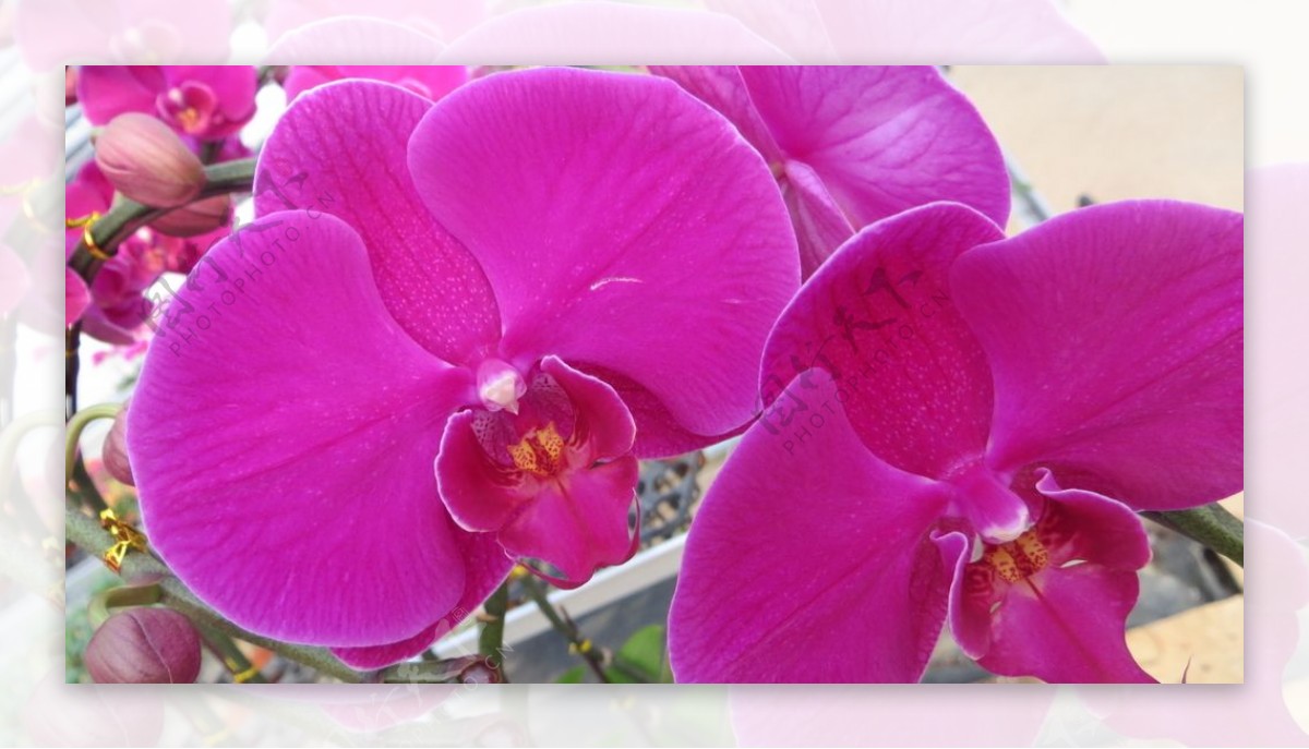 紫色蝴蝶兰图片