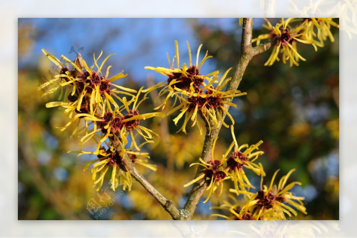 金缕 布什 鲜花 观赏植物 榛树 金缕梅科 黄色 科 花序图片下载 - 觅知网