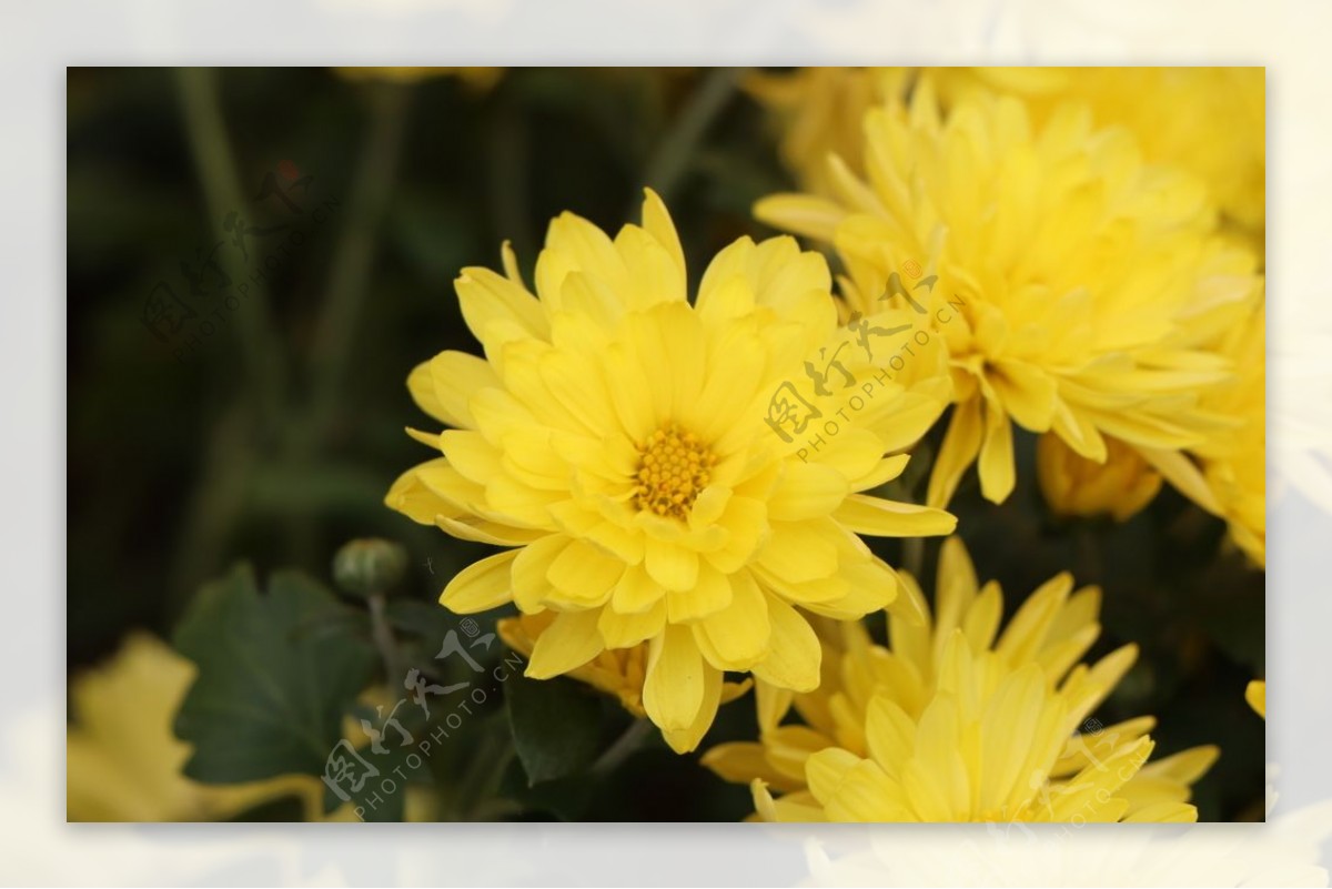 黄色的菊花图片