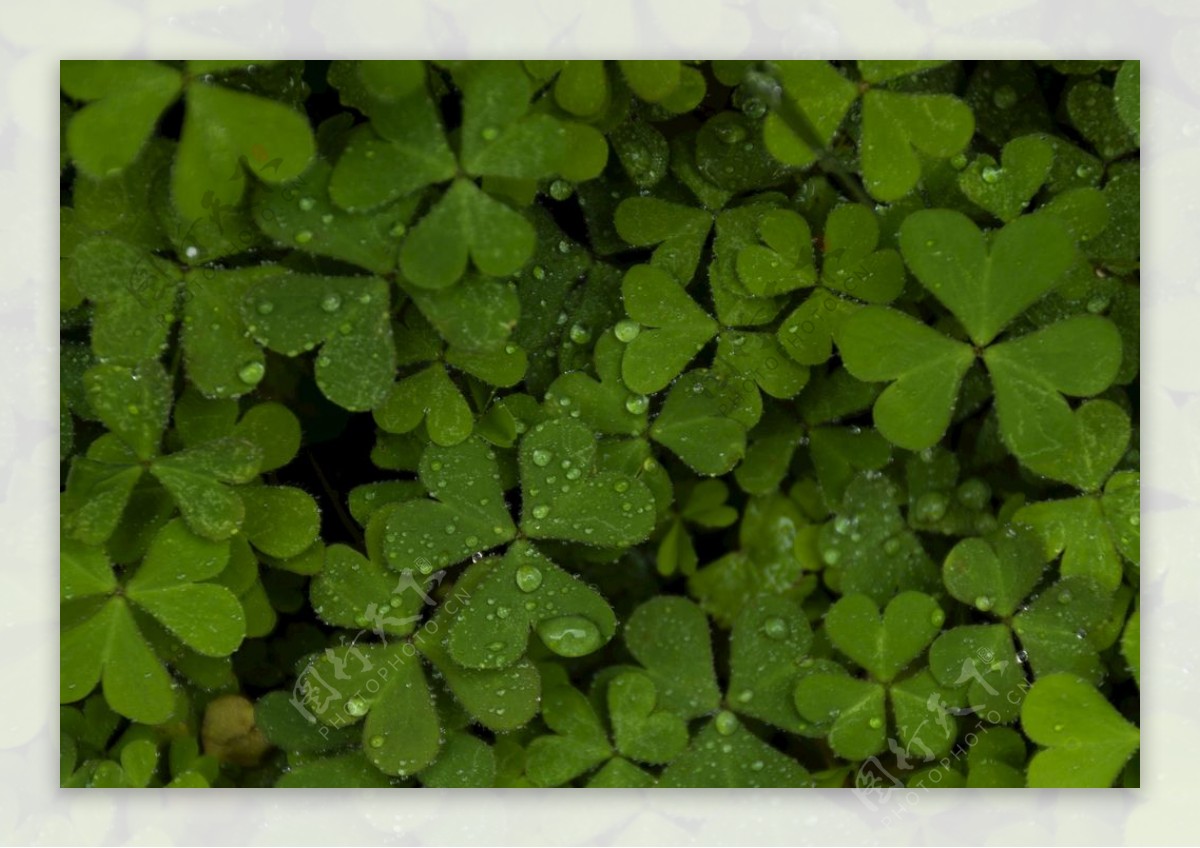 雨后三叶草图片