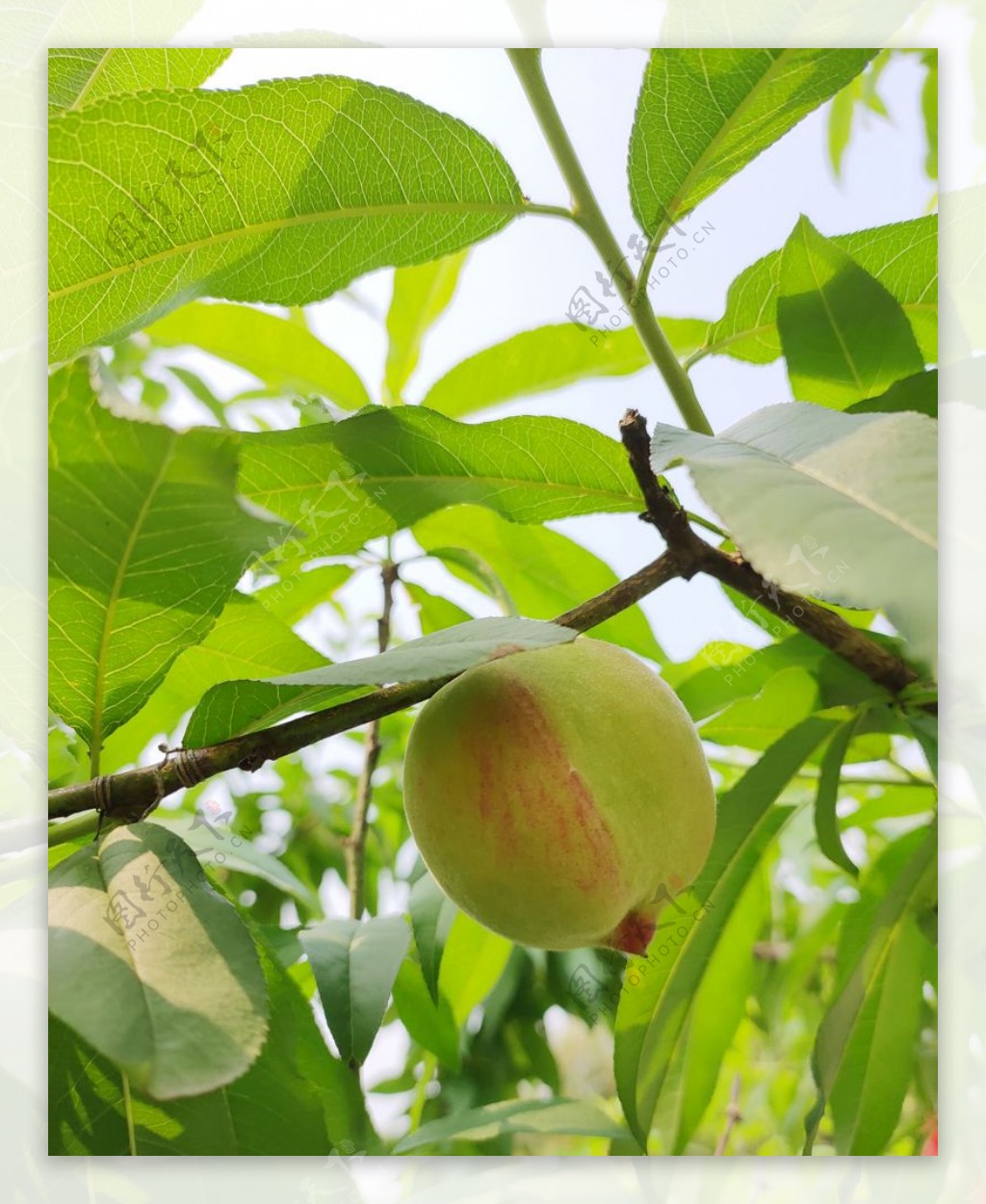 桃子桃树叶图片