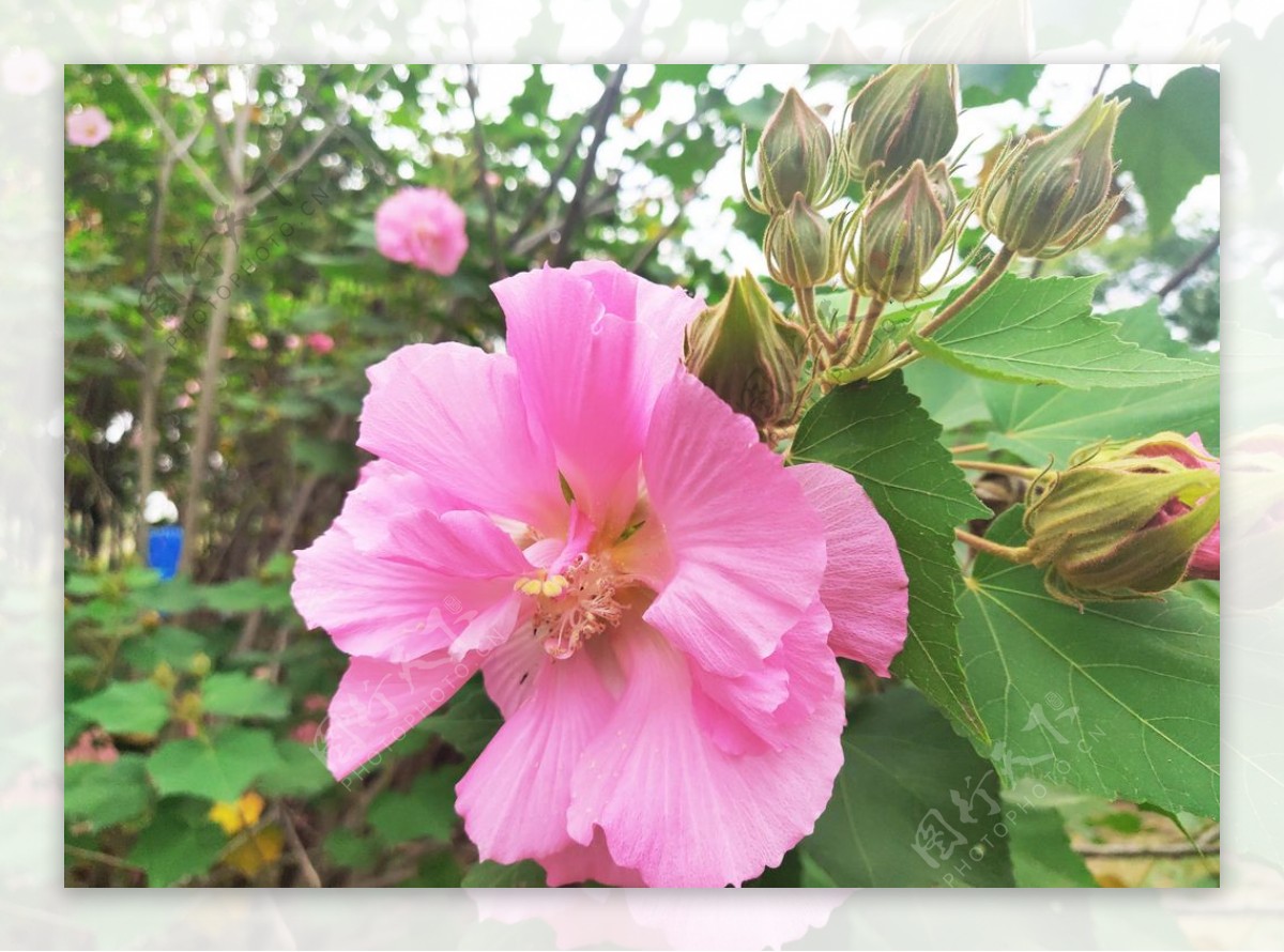 小花花朵花卉图片