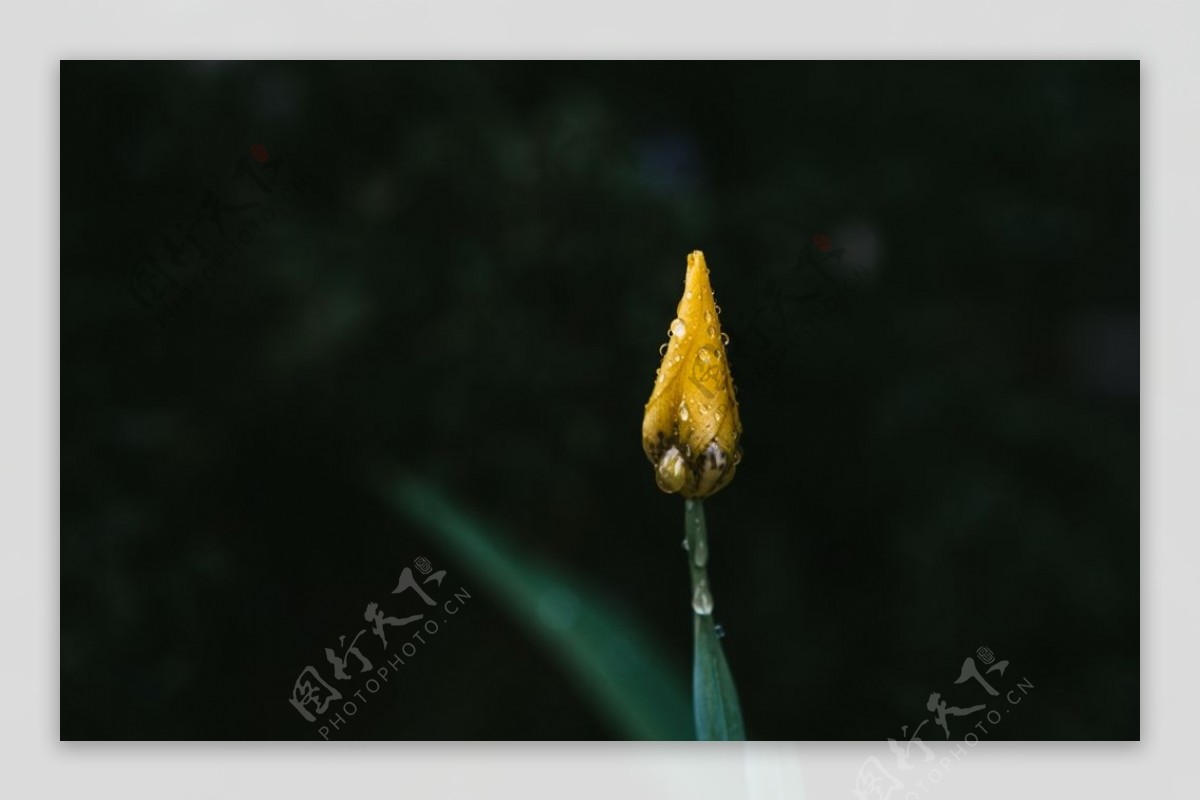 菊花花蕾图片素材-编号16539903-图行天下