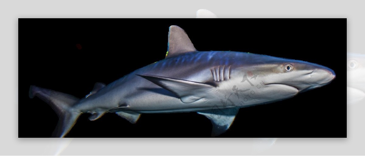 一只巨大的虎鲨水彩画图片