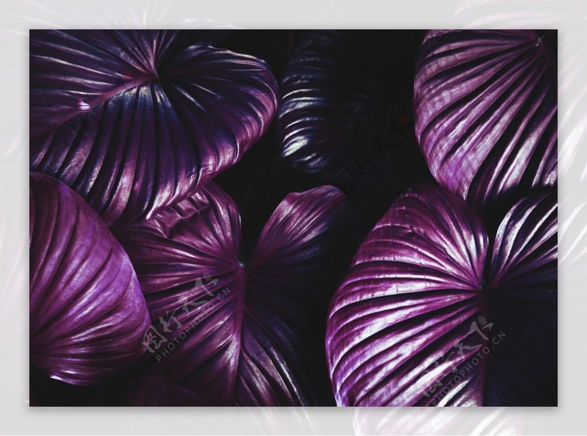 紫色植物树叶背景图片