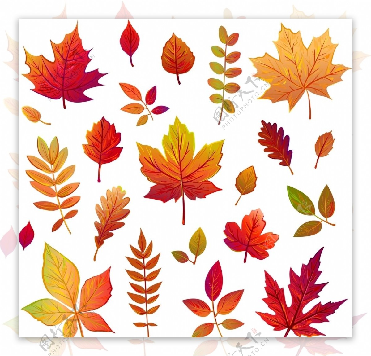 矢量秋季叶子图片