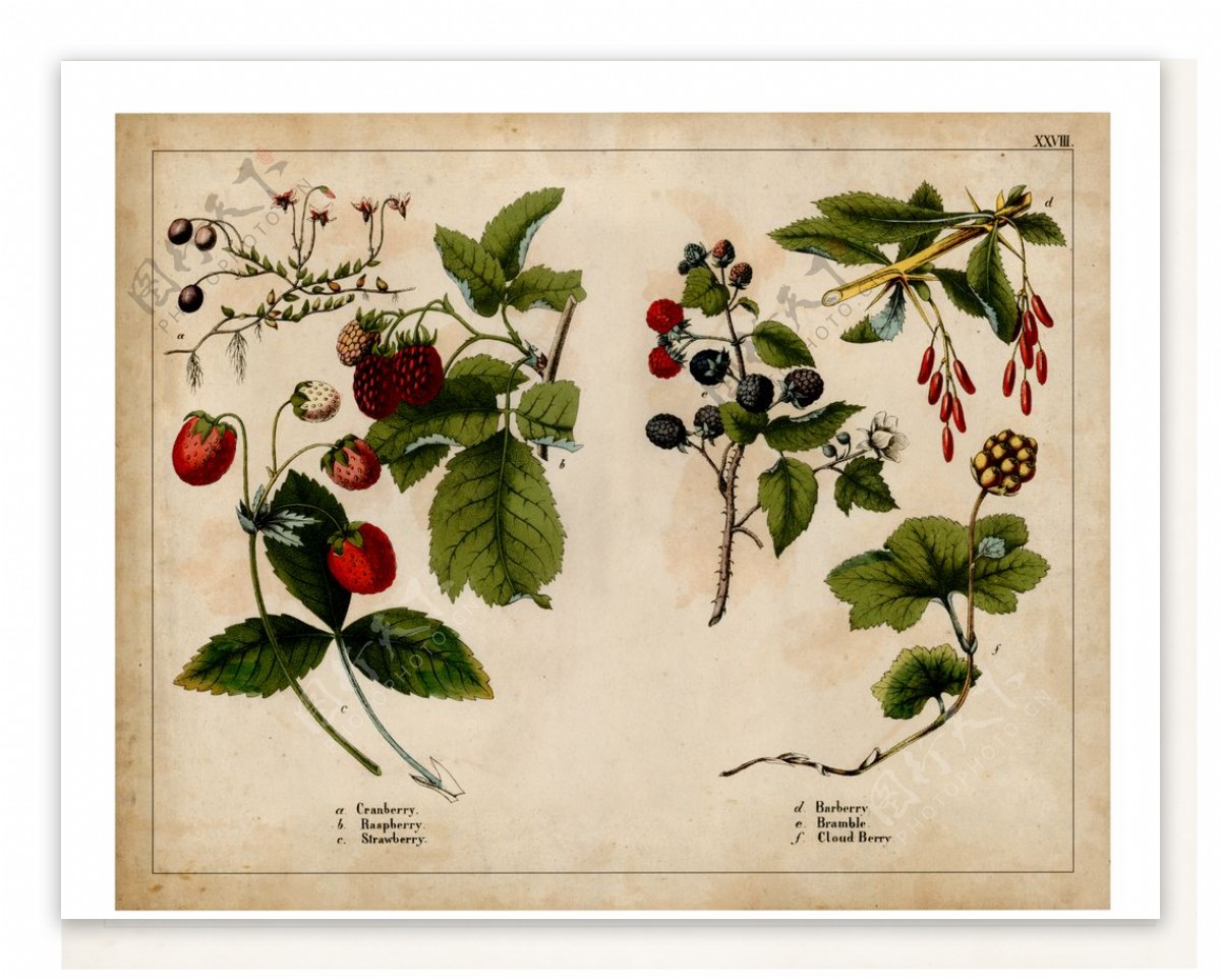 美式草莓水果复古装饰画图片
