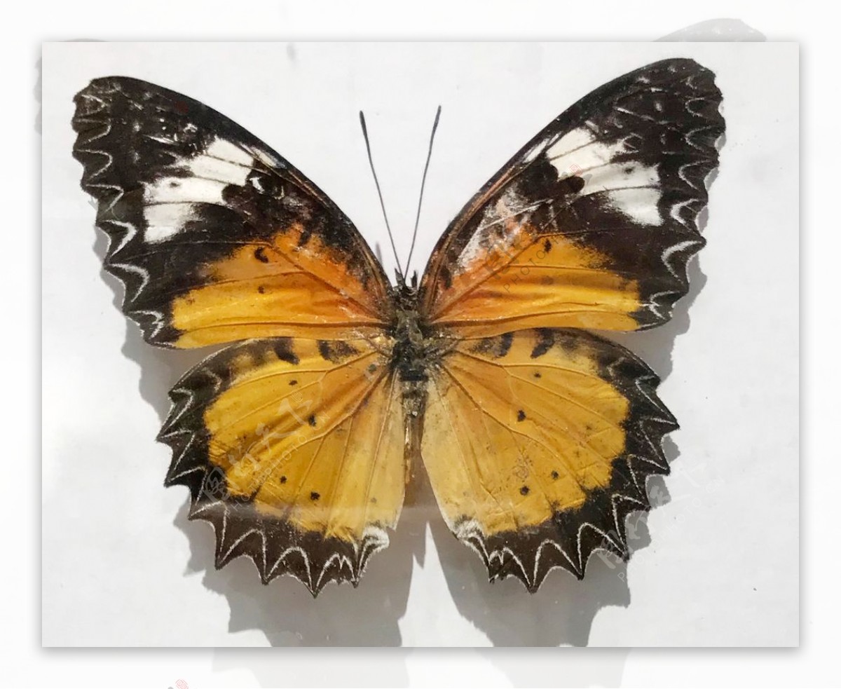 红锯铗蝶标本图片