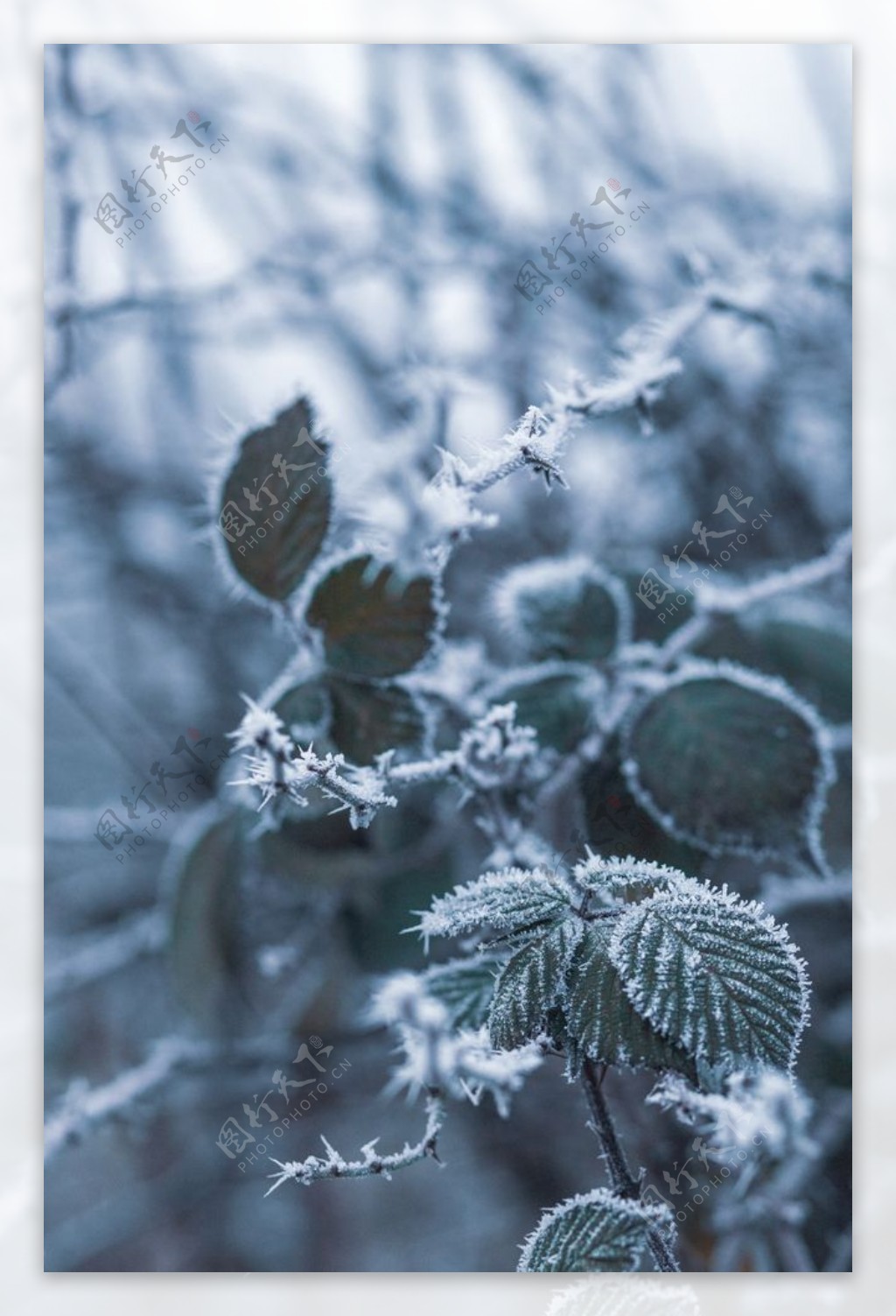 霜降植物图片