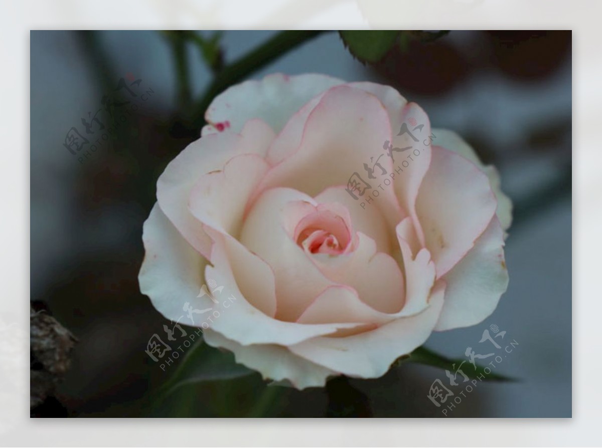 裸粉色玫瑰图片