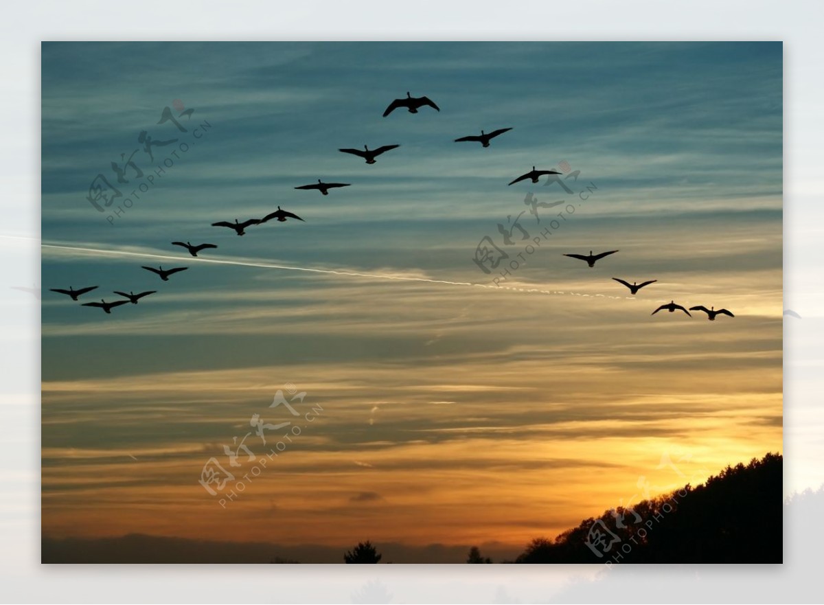 天空中飞翔的鸟群高清图片下载-正版图片600823823-摄图网