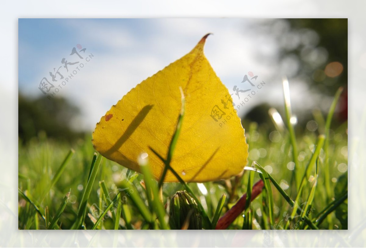 秋季枫叶自然风景背景海报素材图片
