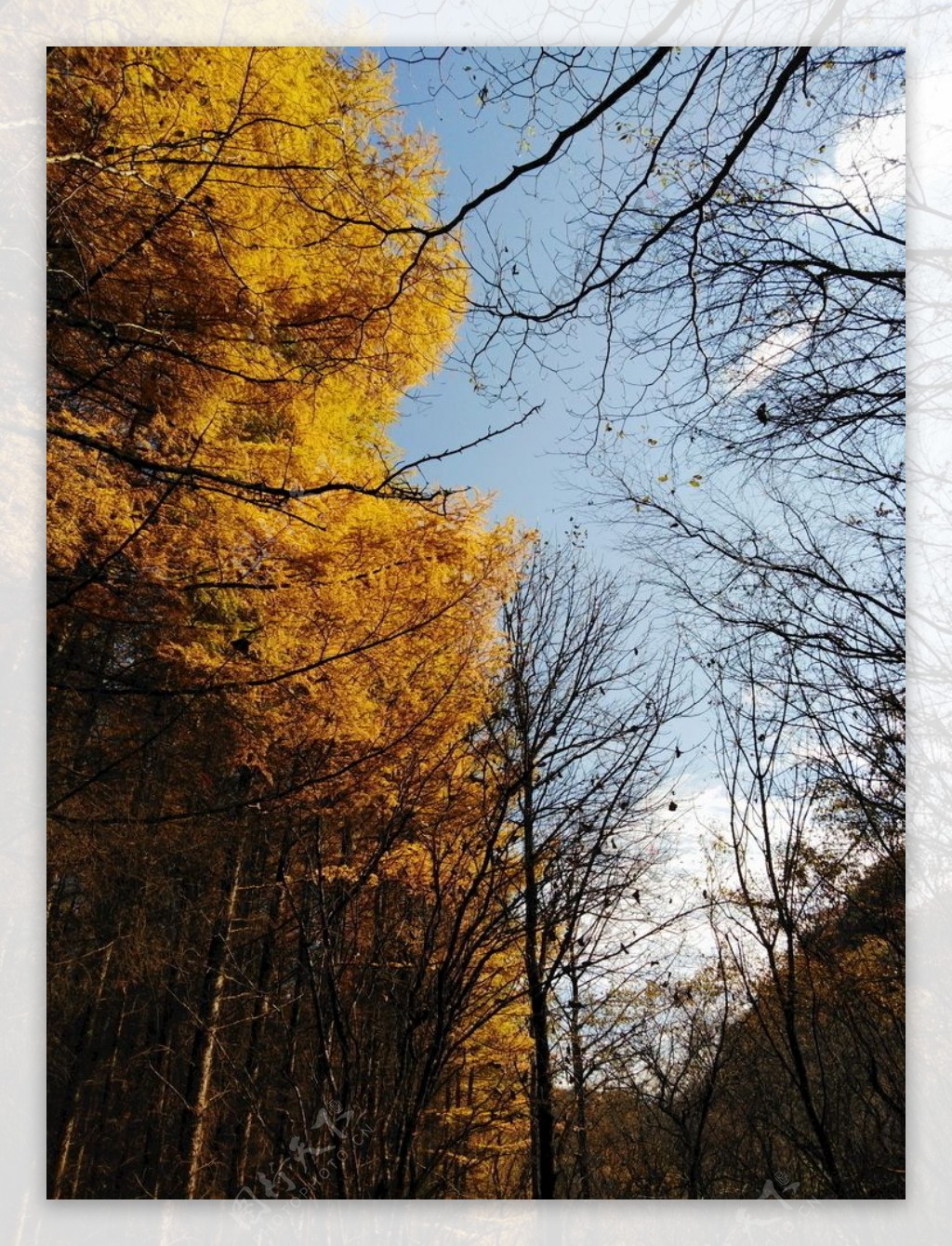 树叶和枯树图片