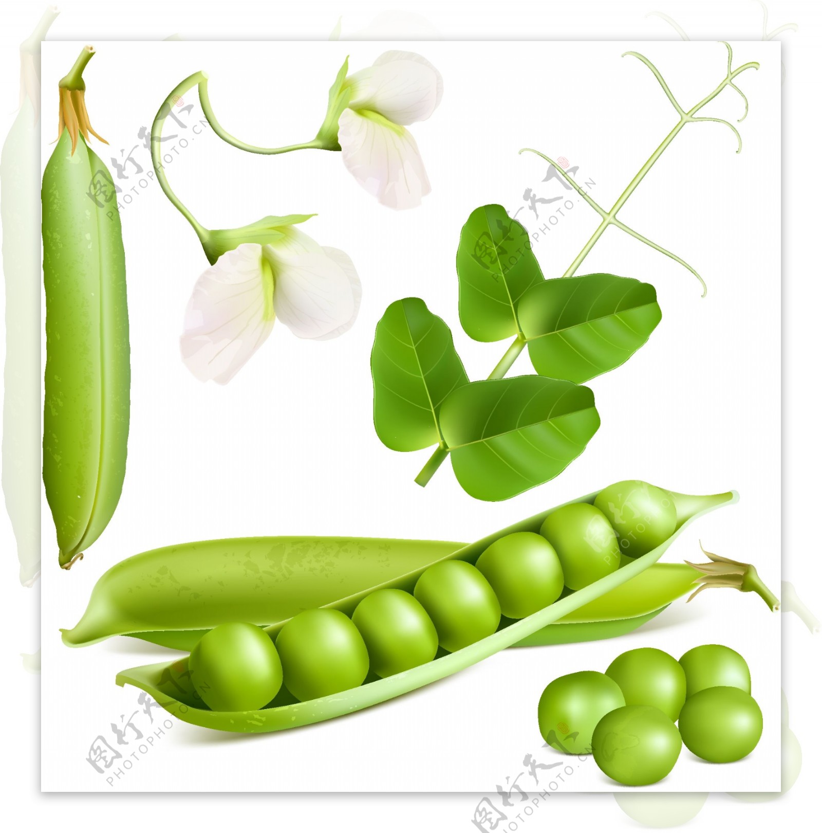 新鲜豌豆设计图片