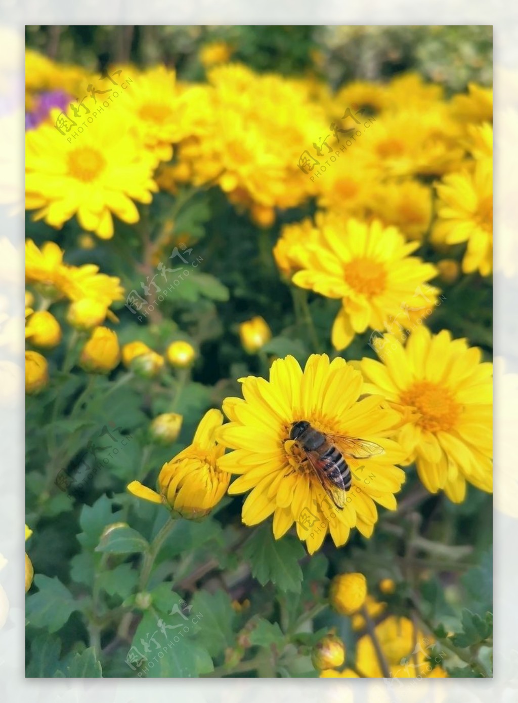 蜜蜂和金菊图片