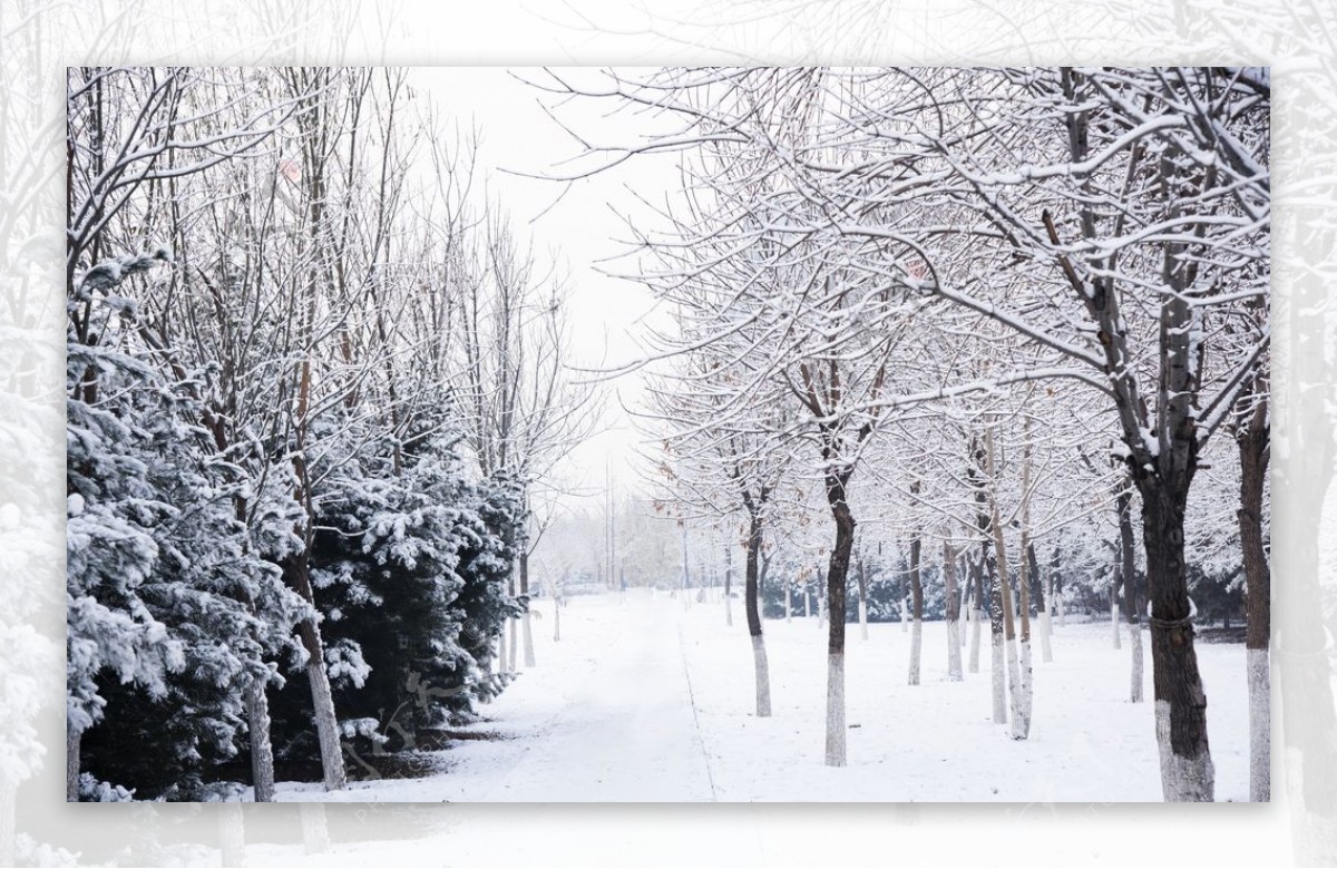 森林雪景图片