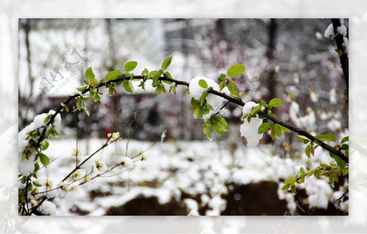 初春雪景图片