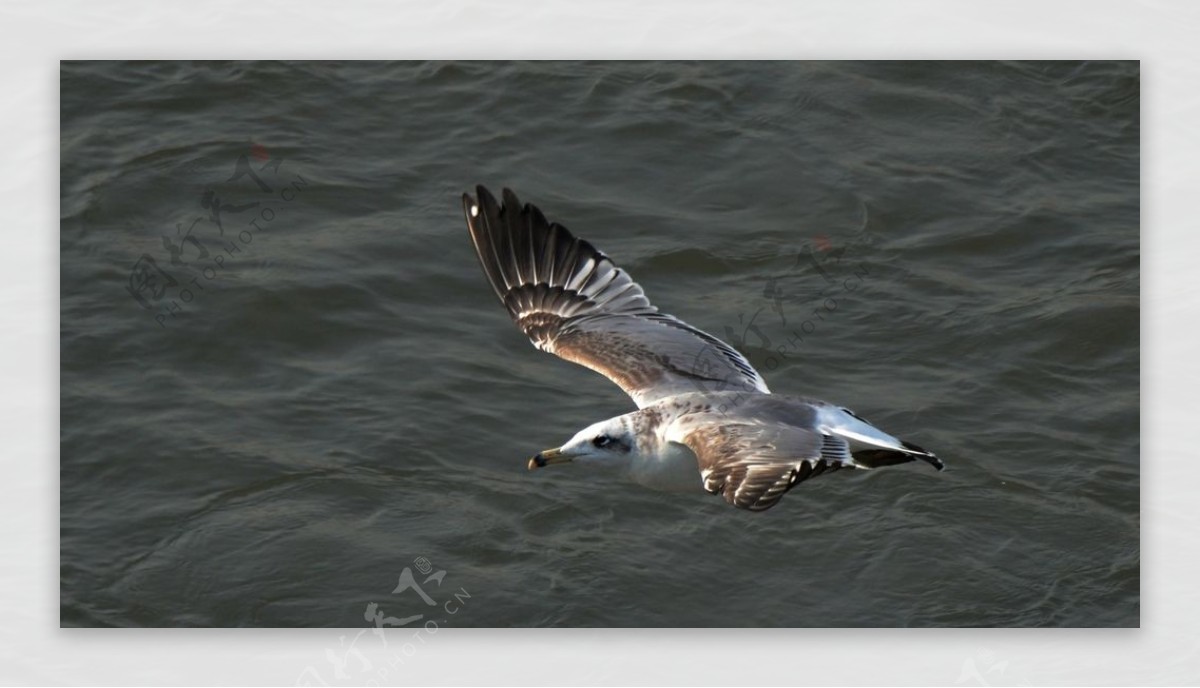 黄河口鱼鹰鸟图片