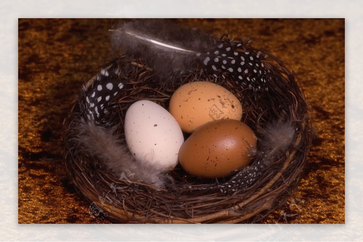 鸽子蛋的营养有多高 - 知乎