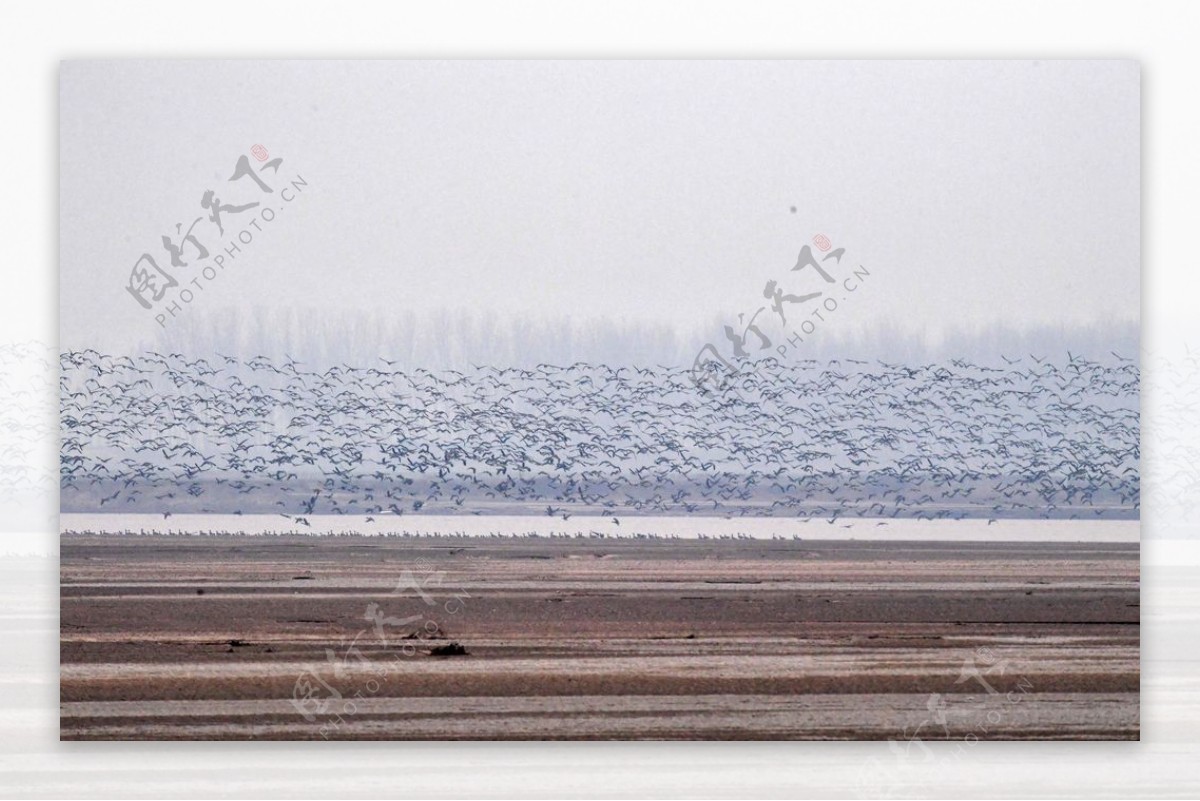 河南黄河湿地现万鸟飞临景观图片