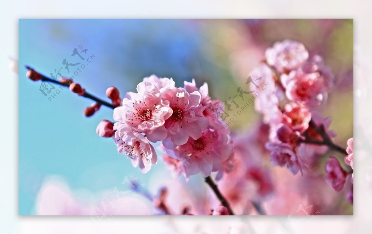 春天的樱花花朵图片