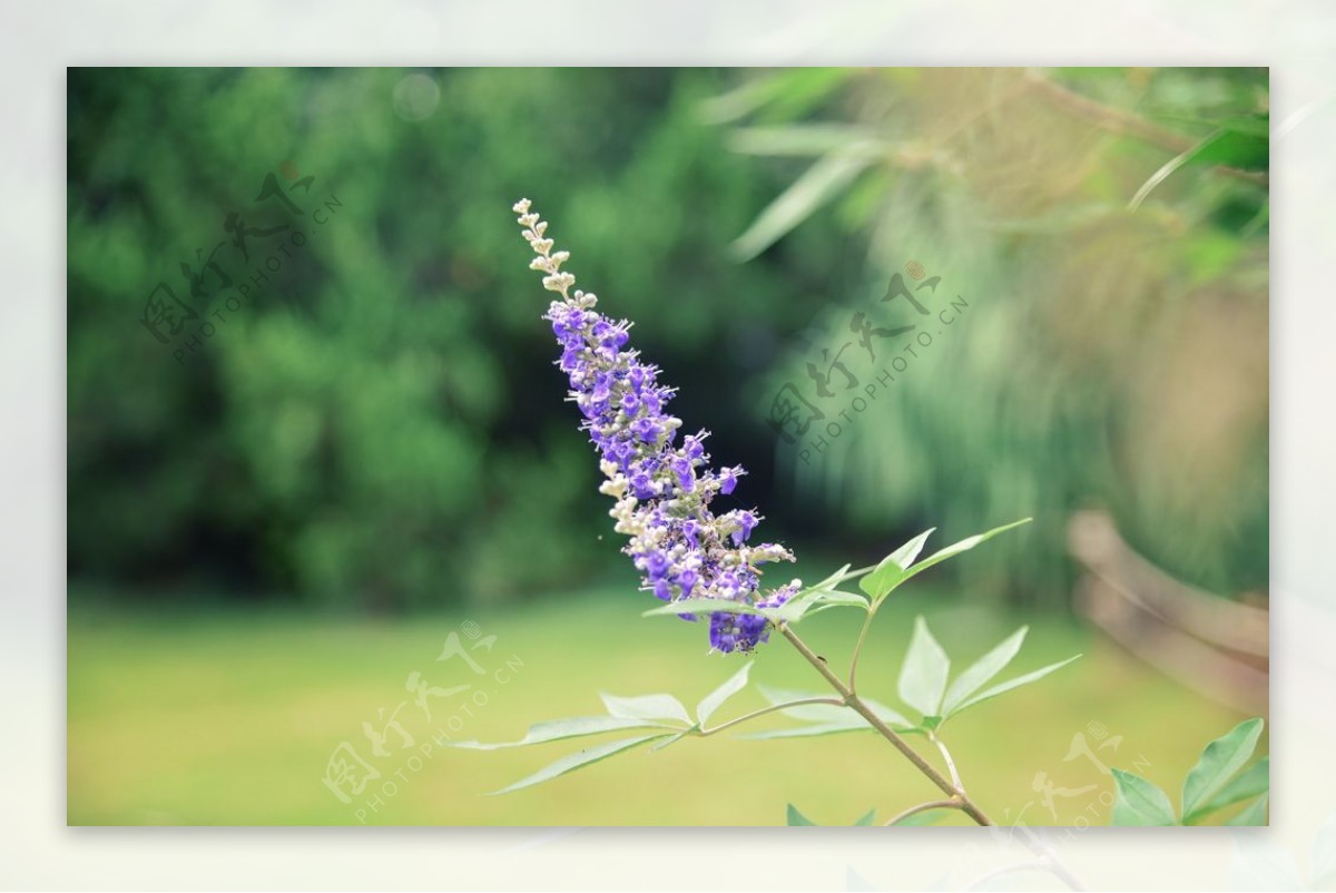 紫色花朵绿叶植物背景图片
