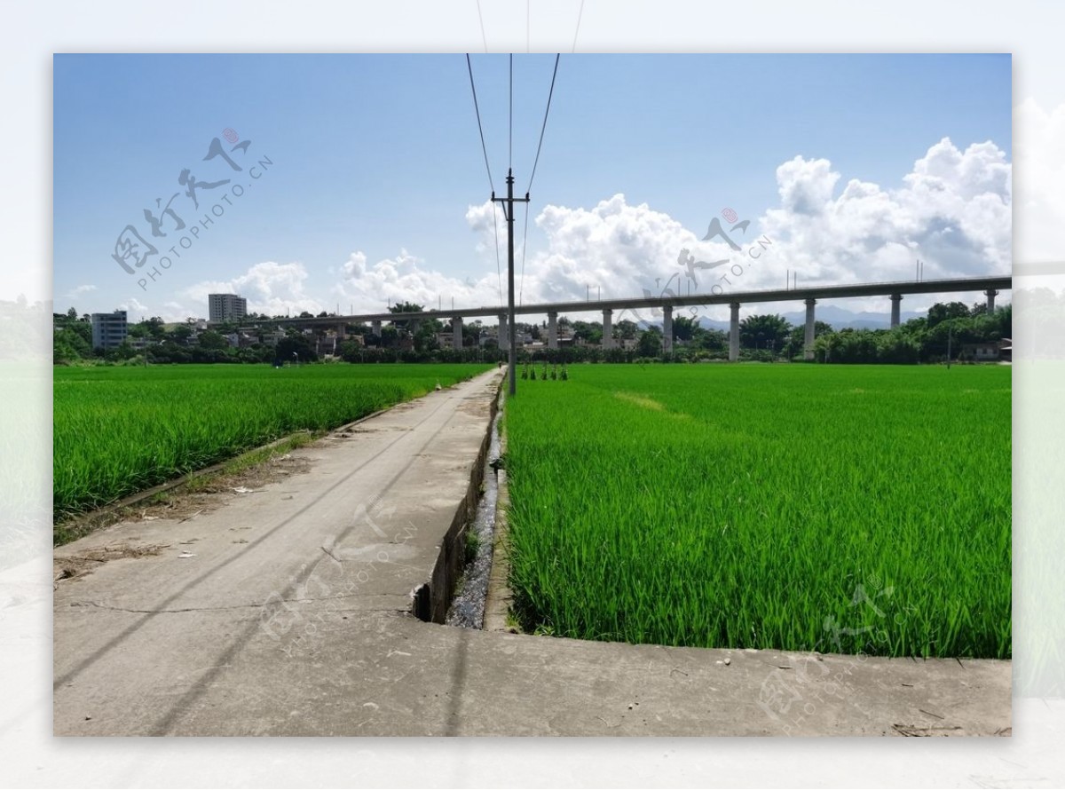 夏天里的水稻田农村田园风光图片