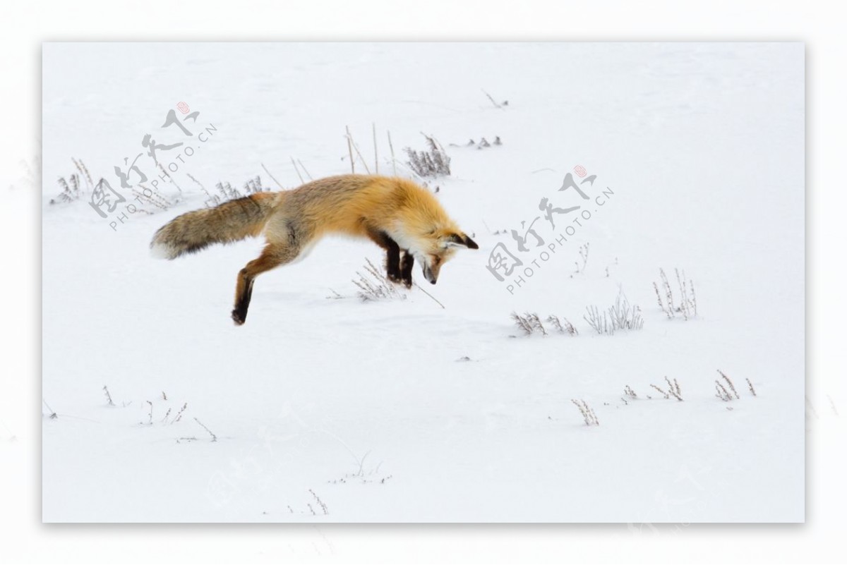 雪地狐狸图片