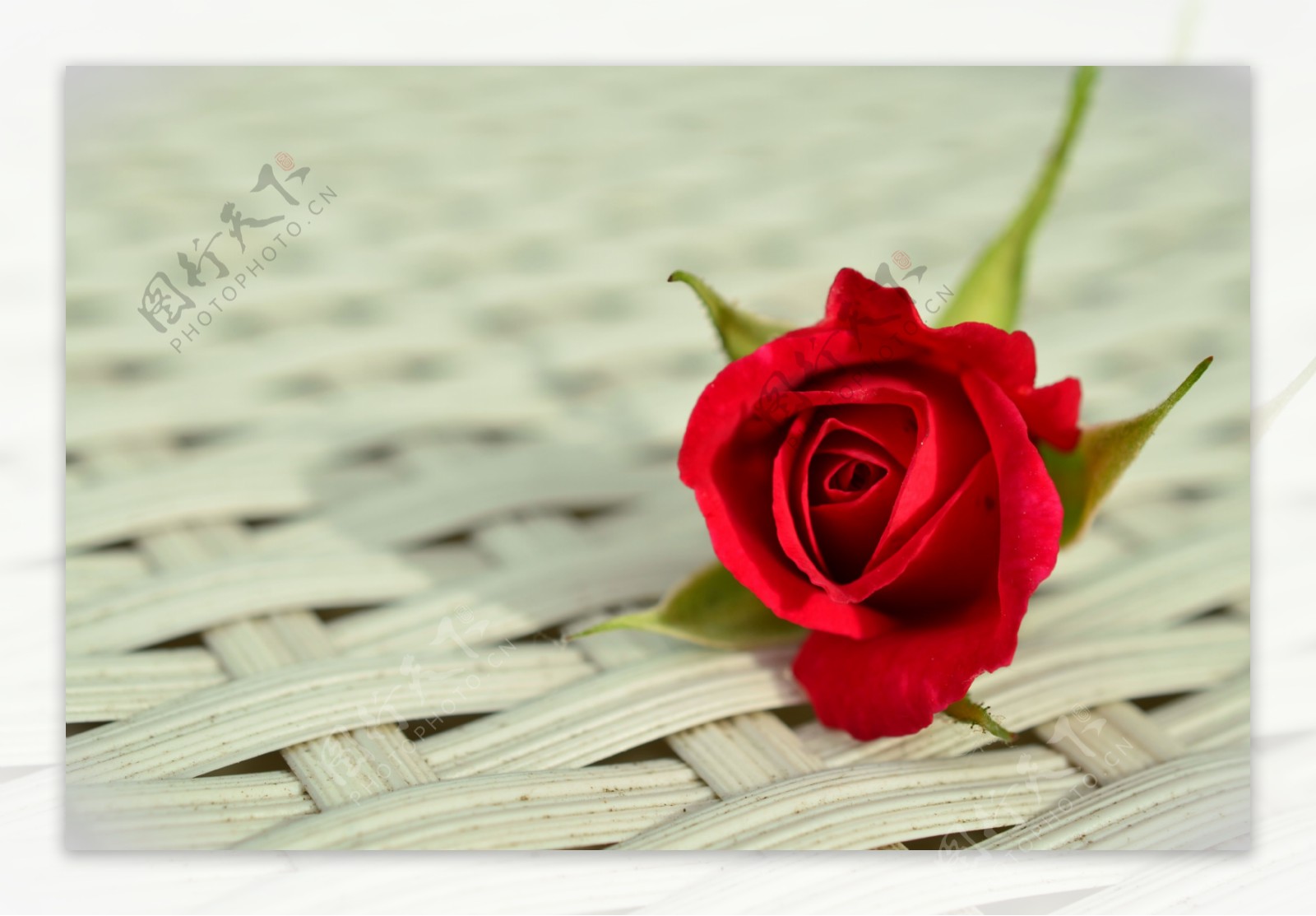 红玫瑰花玫瑰红玫瑰浪漫图片
