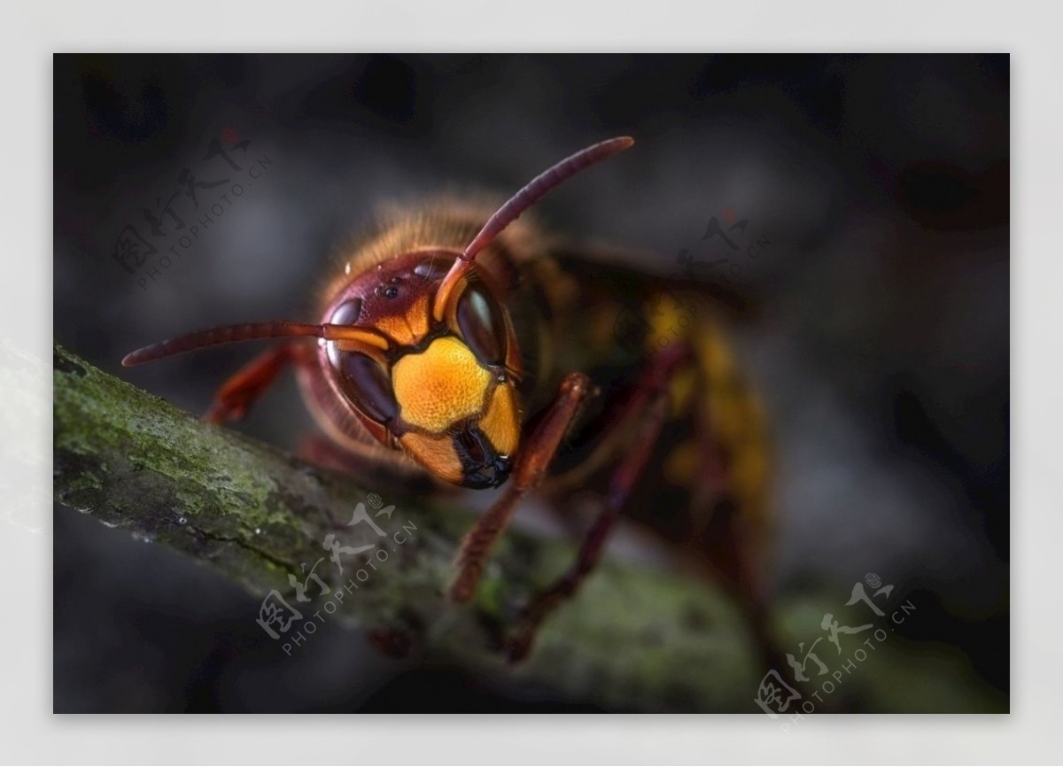 大黄蜂胡蜂黑尾胡蜂马蜂图片