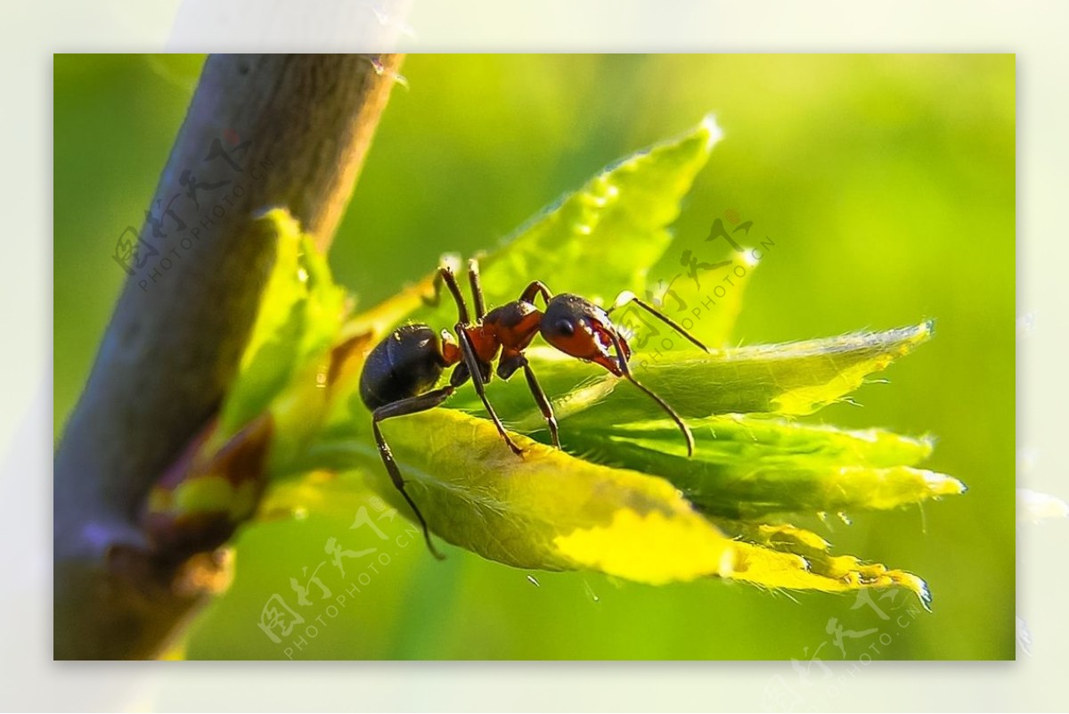 乌头弓背蚁 Camponotus atriceps – IISDW