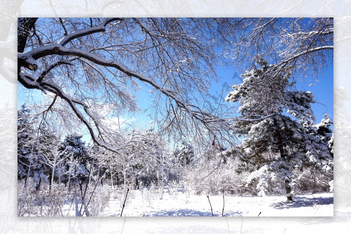雪道路树木图片
