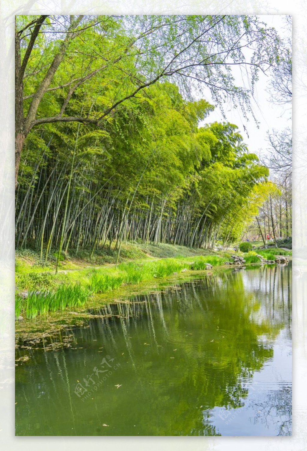竹林溪流图片