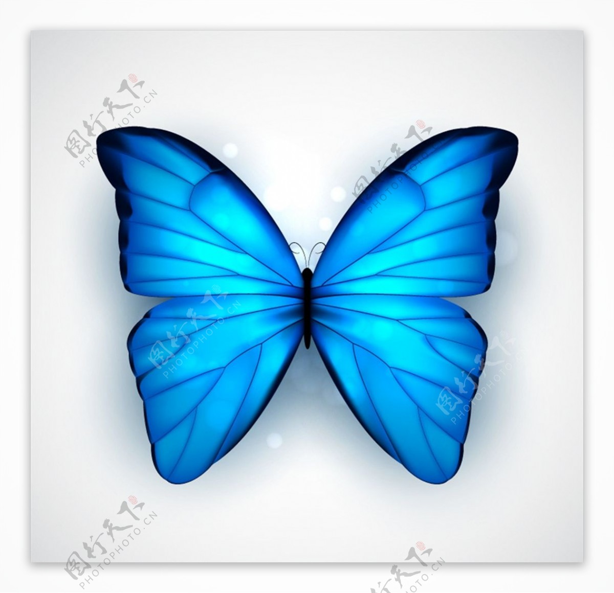 蓝色蝴蝶矢量图片
