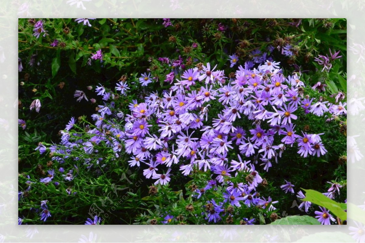 紫菀图片