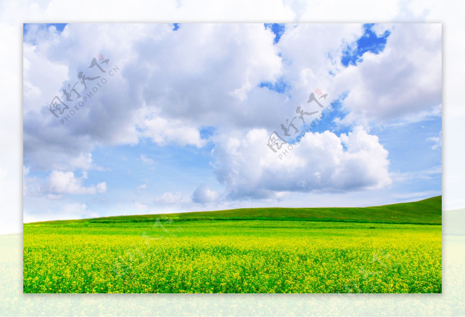 蓝天白云下的油菜花海图片