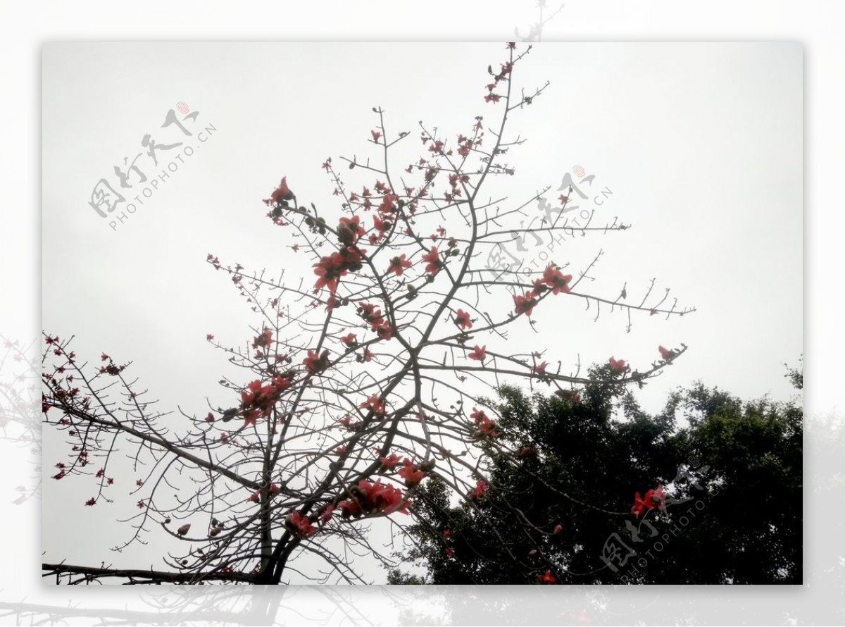 红棉树图片