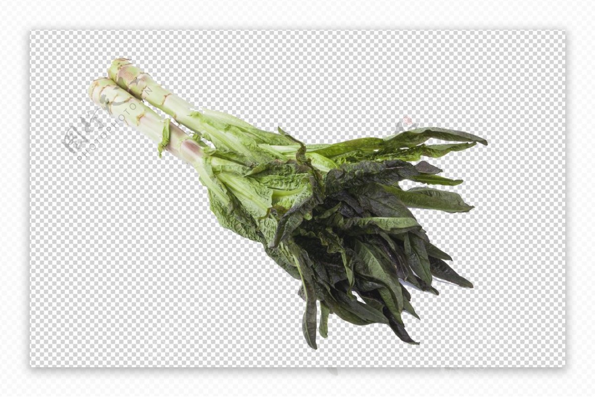 莴笋莴苣图片