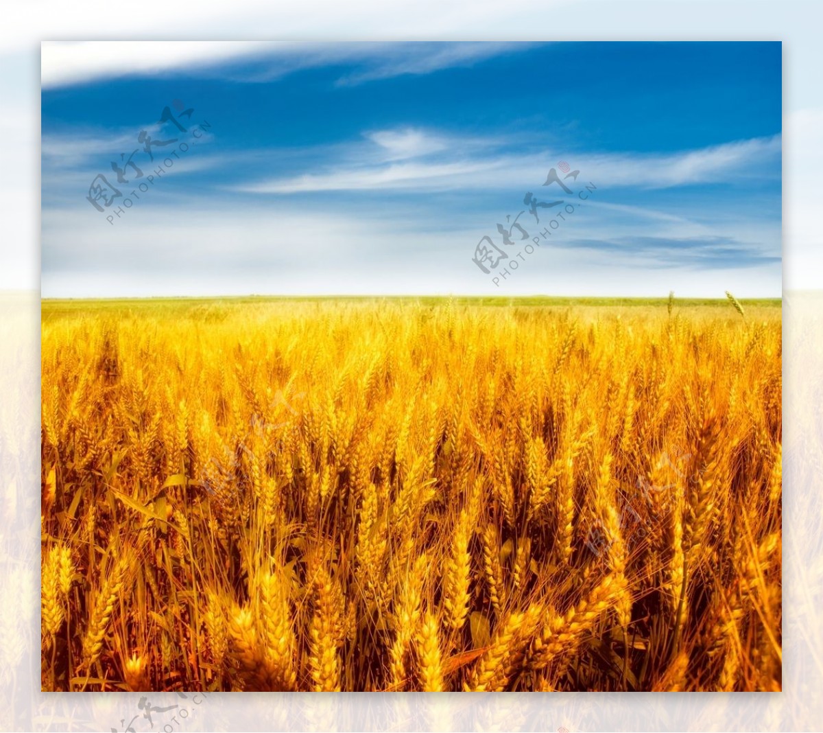 金黄色麦田图片