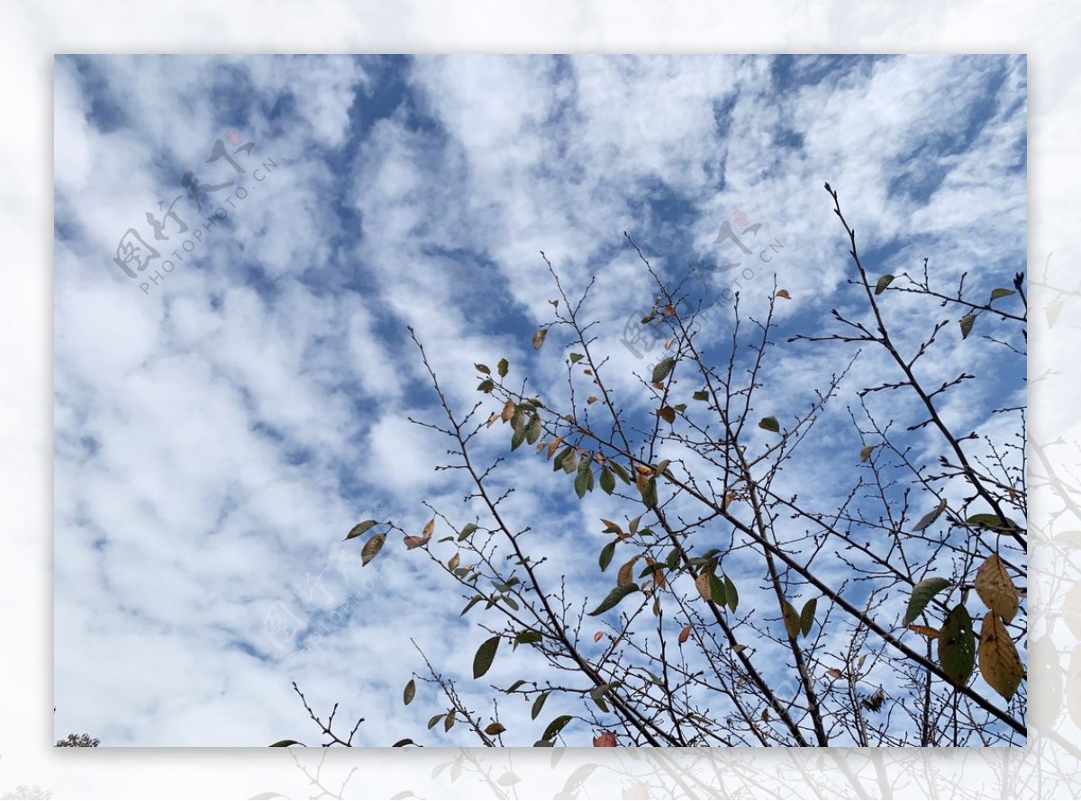 树枝映射的蓝天白云图片