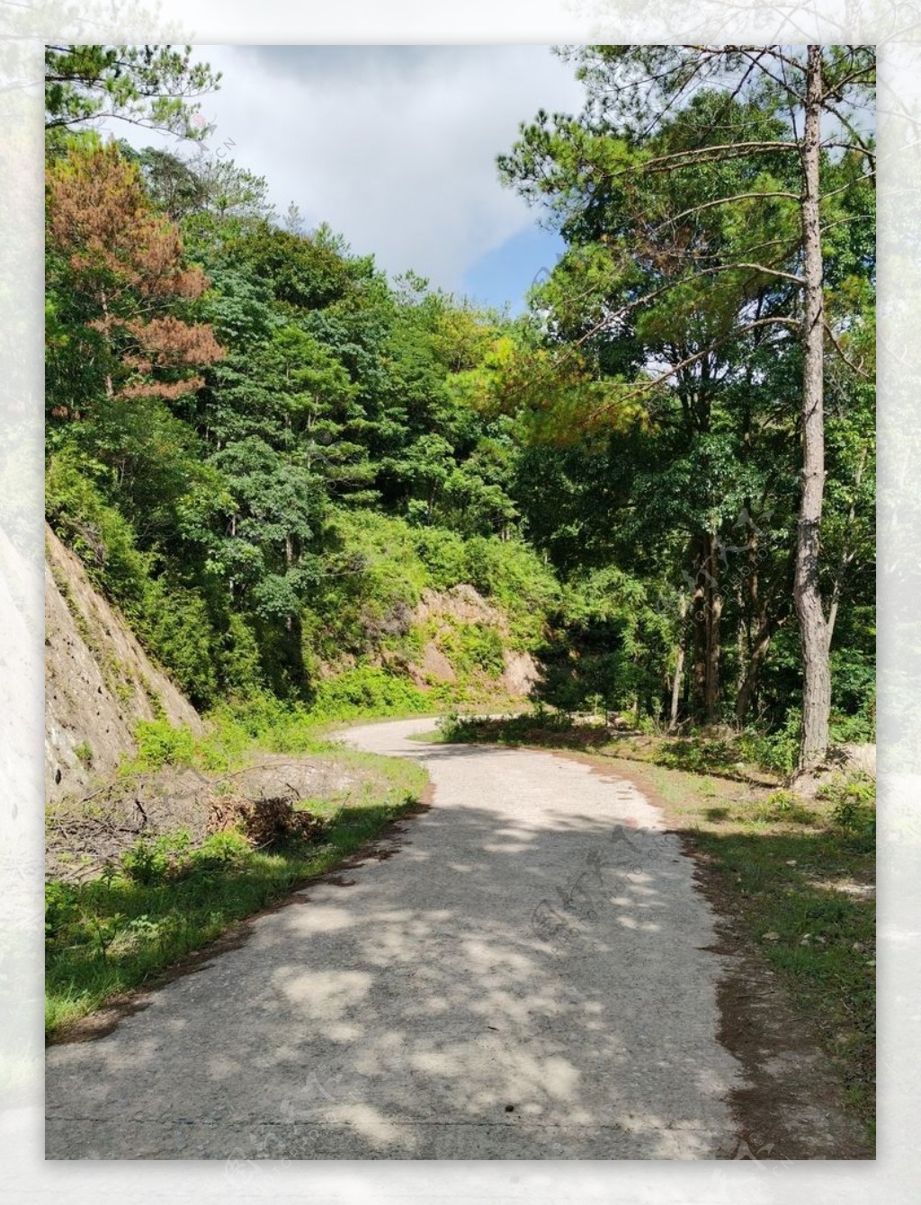 农村森林公路图片