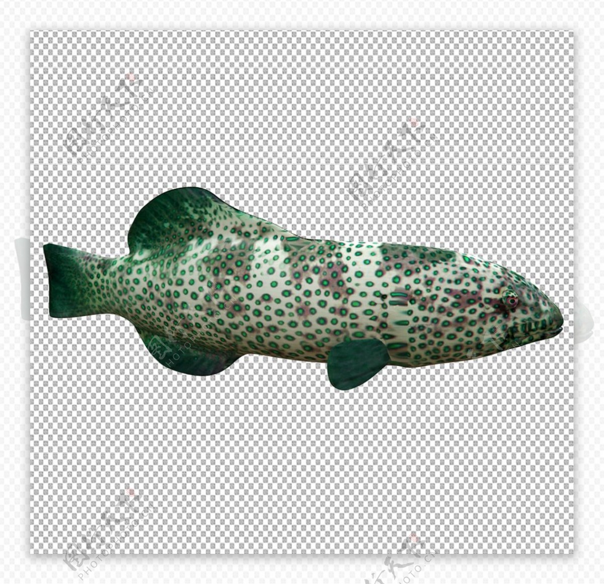 绿珊瑚石斑鱼图片