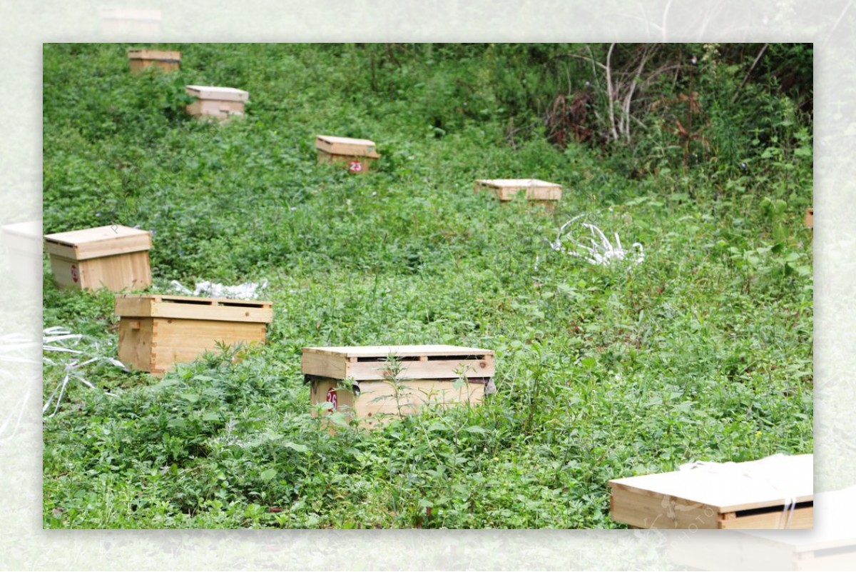 养蜂场蜂箱图片