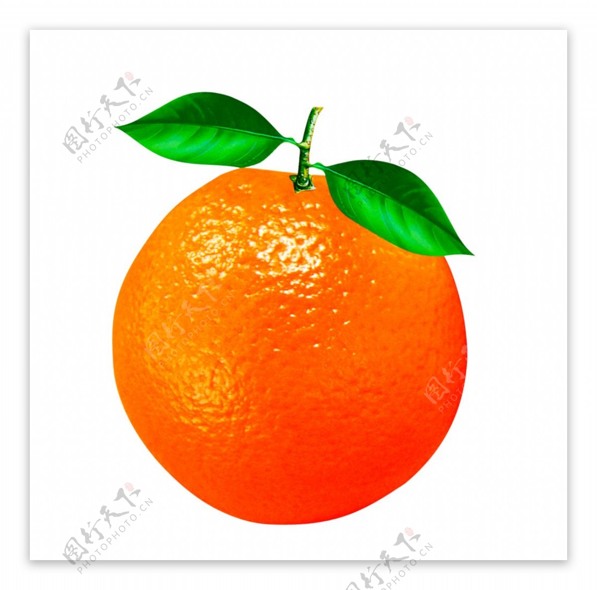 脐橙橘子图片
